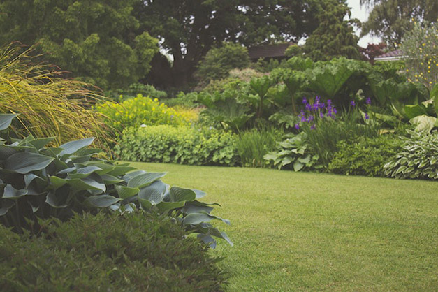 a yard full of well maintained plants